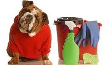 Picture Courtesy ASPCA - Poisonous Products and Dogs 