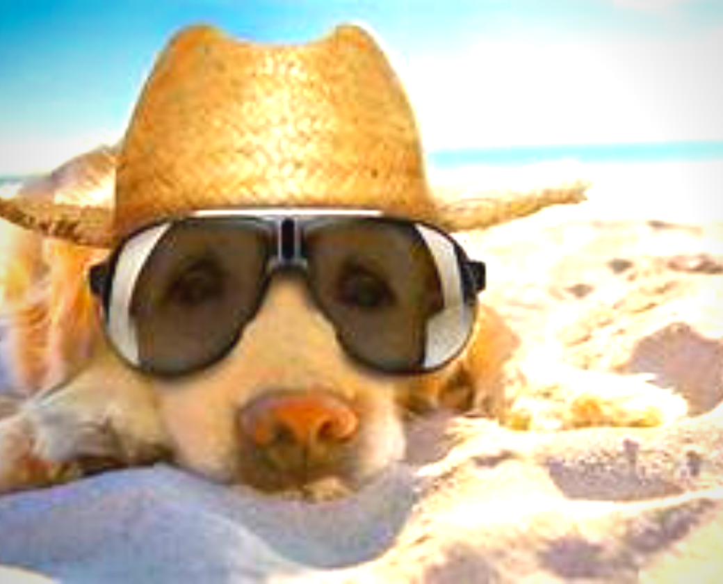 Dog Days of Summer 
