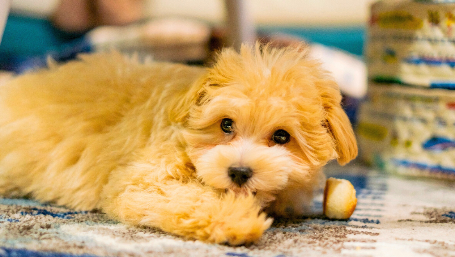 Cute photo of a Cavapoo Do Pets Reincarnate blog by Ann Hoff Animal Communicator