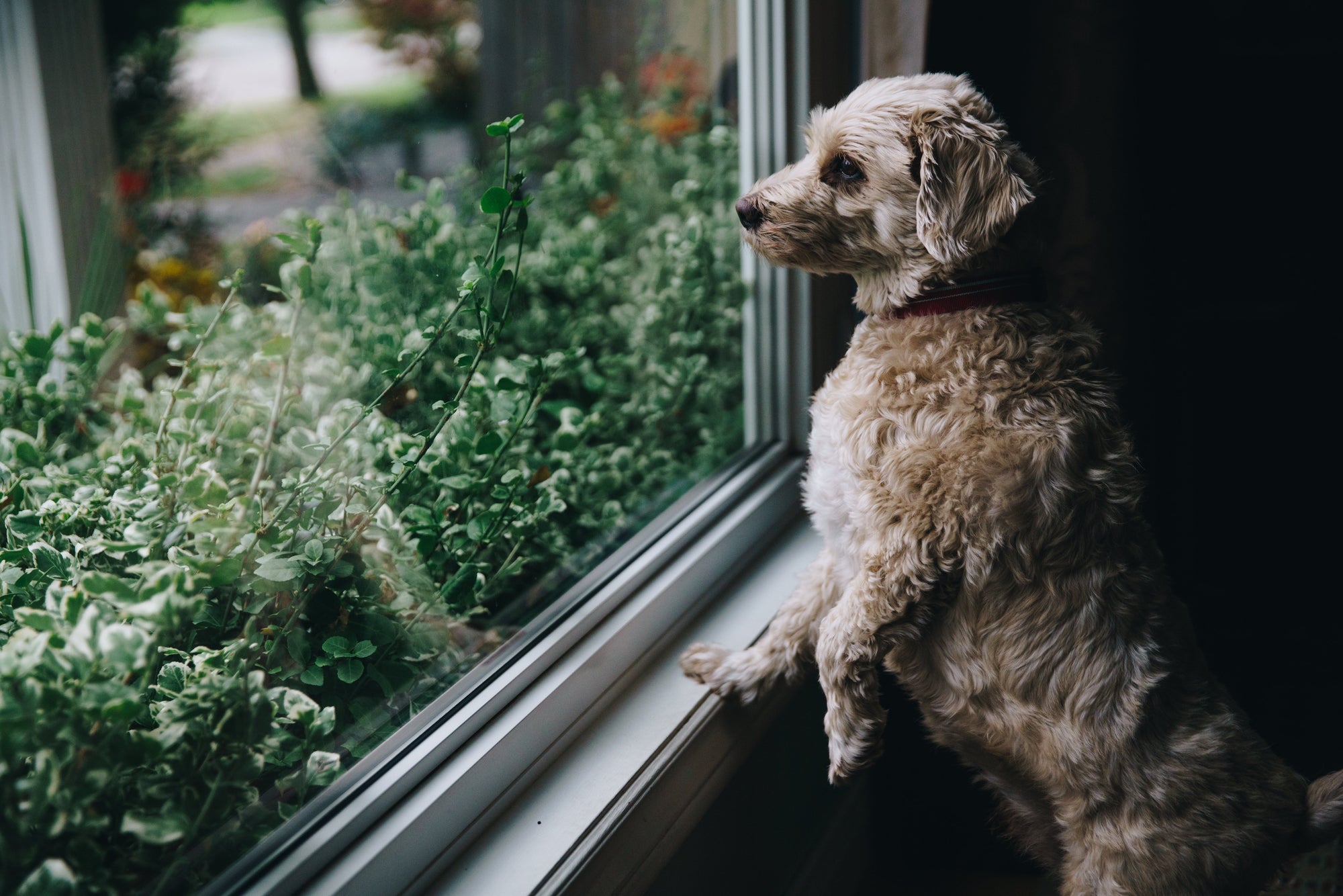 
          
            Can Dogs Smell Fear? by Dr. Sarah Wooten - Repost from petMD.com
          
        