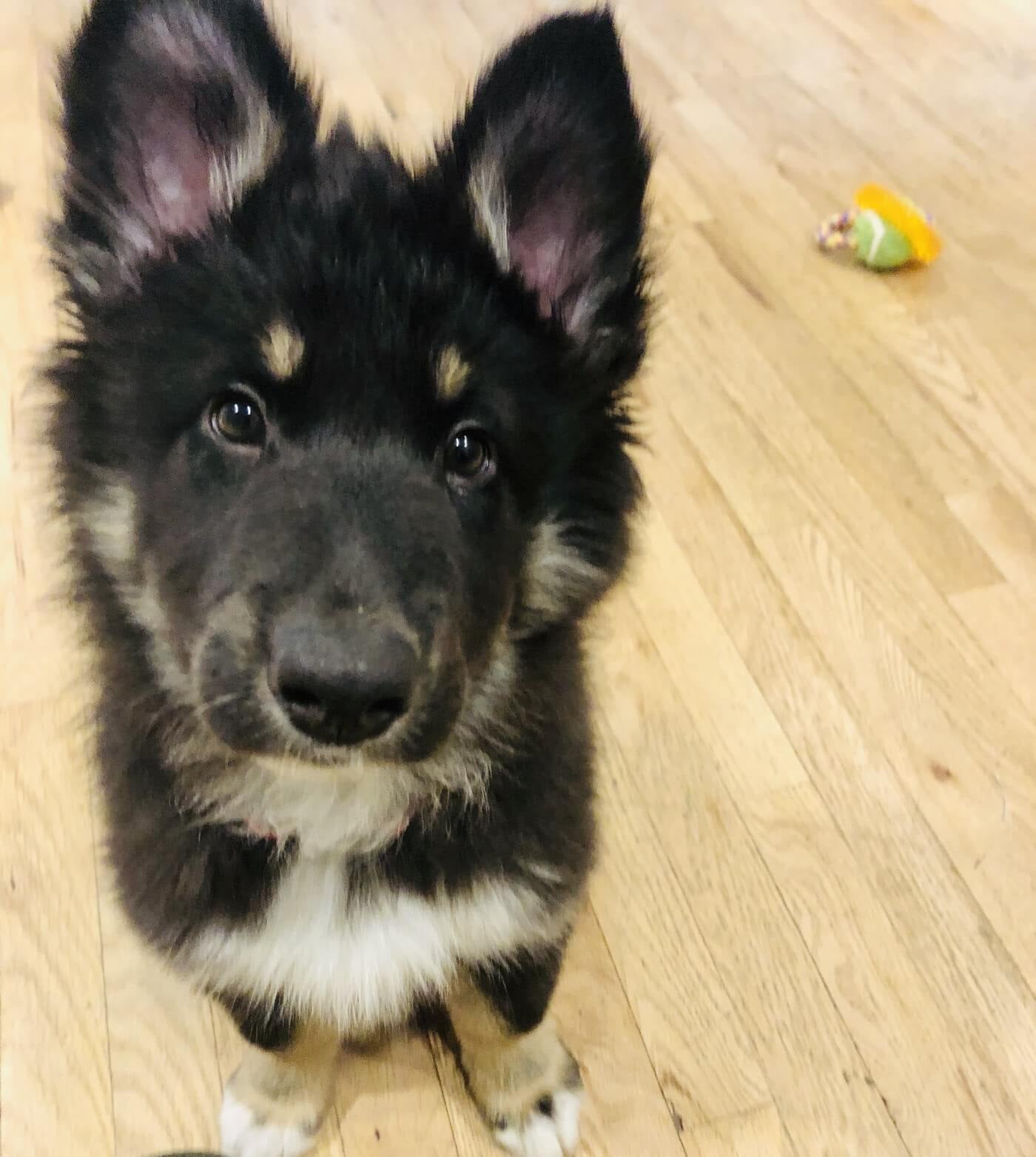 Returned My Puppy Medium.com 