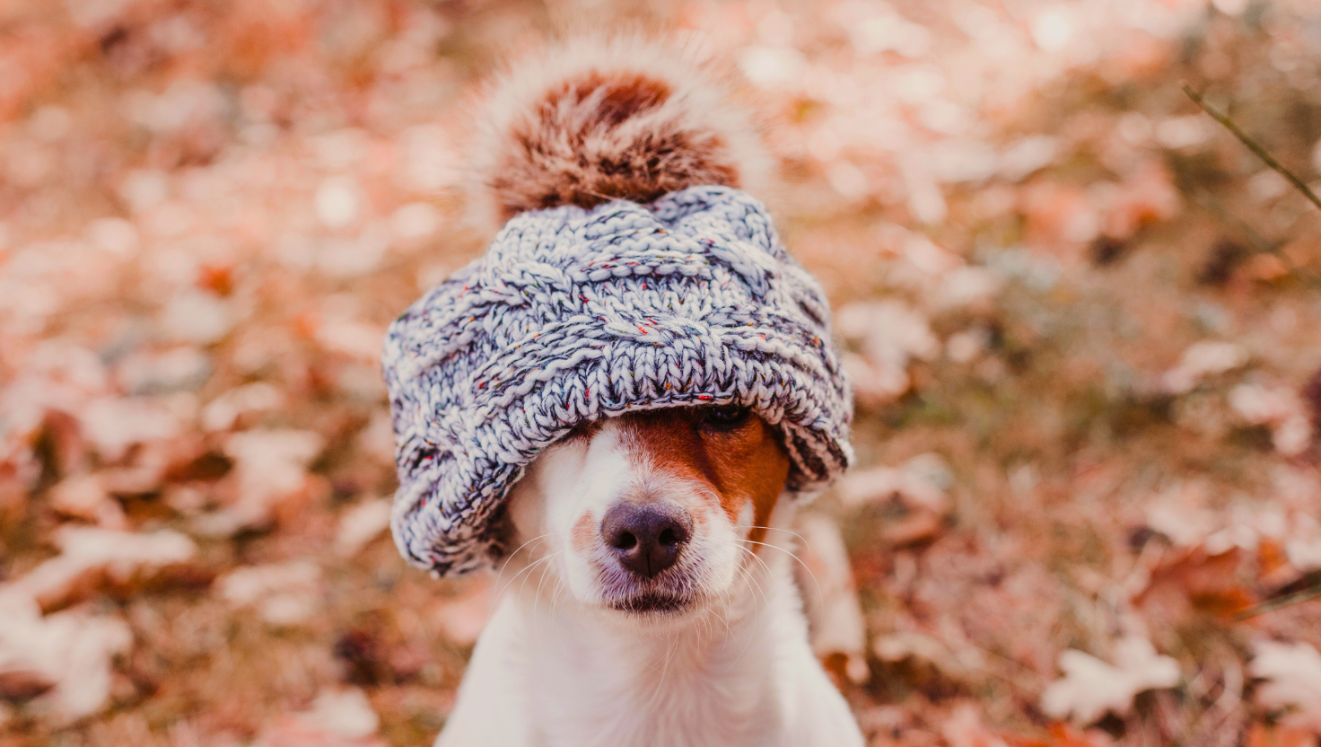 Thankful for our pets and our clients Nov gratitude