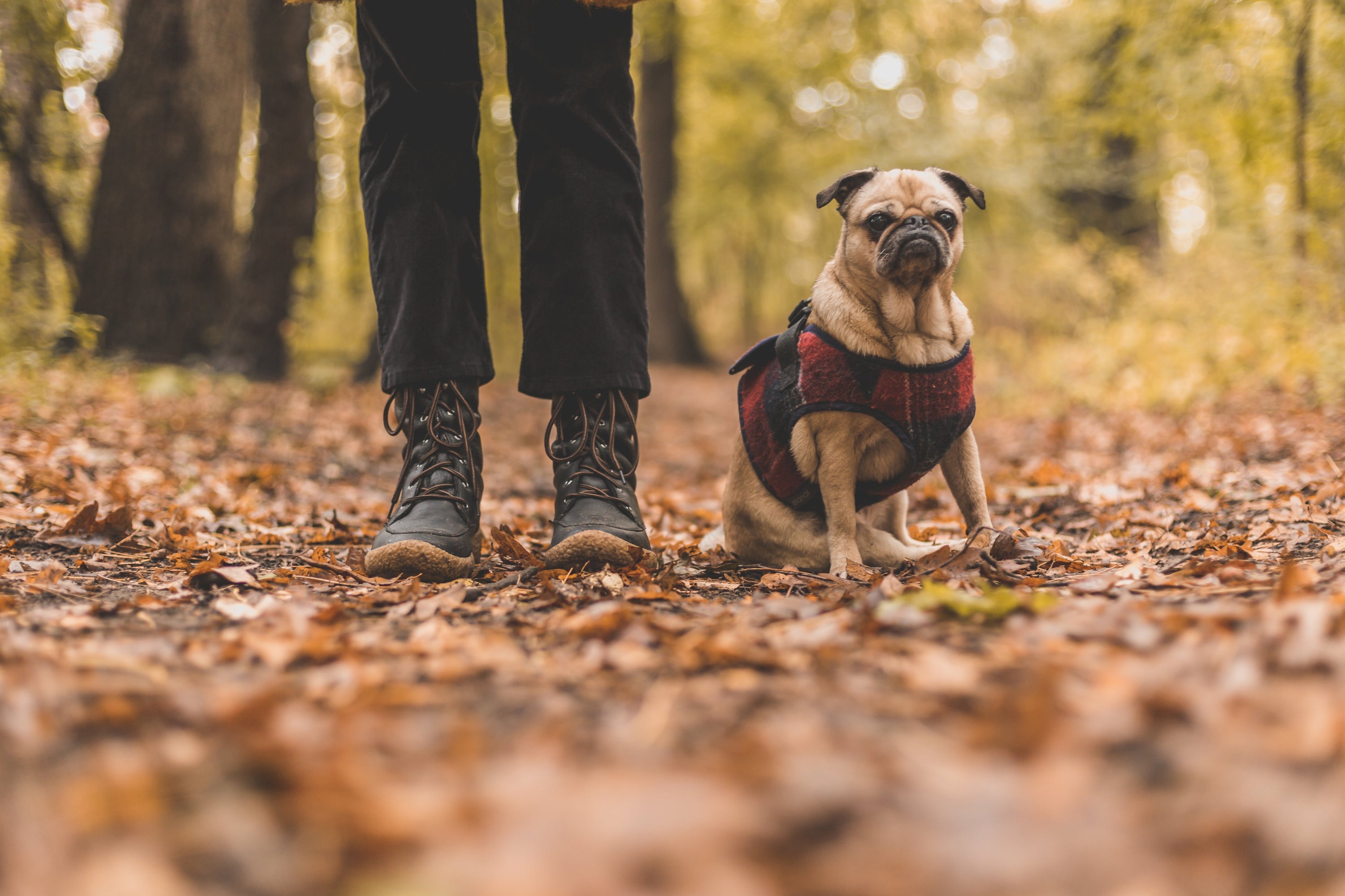 Dealing with Pet Loss