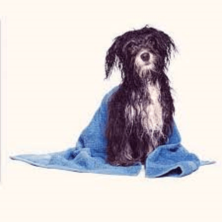 Courtesy petcarerx.com Pet Grooming At Home