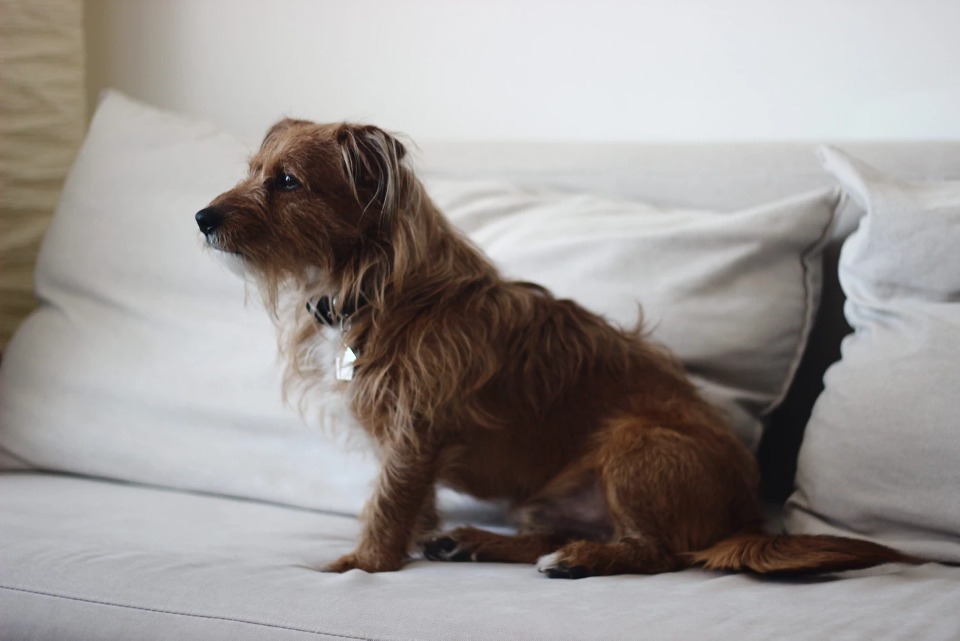 Banish Bad Behaviors and Live Harmoniously with Your Pet - Guest Blog by Tyler Evans