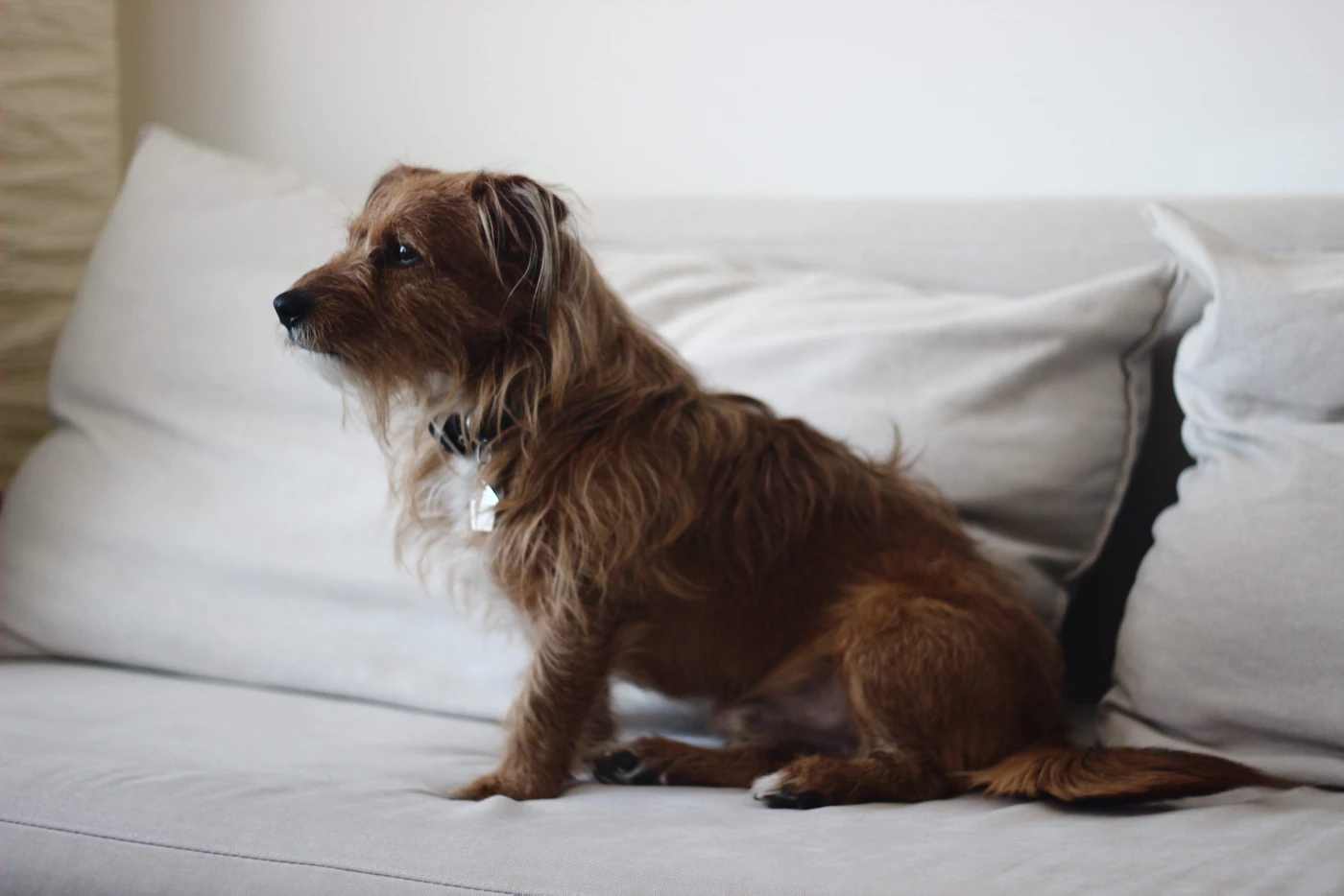 
          
            Banish Bad Behaviors and Live Harmoniously with Your Pet - Guest Blog by Tyler Evans
          
        