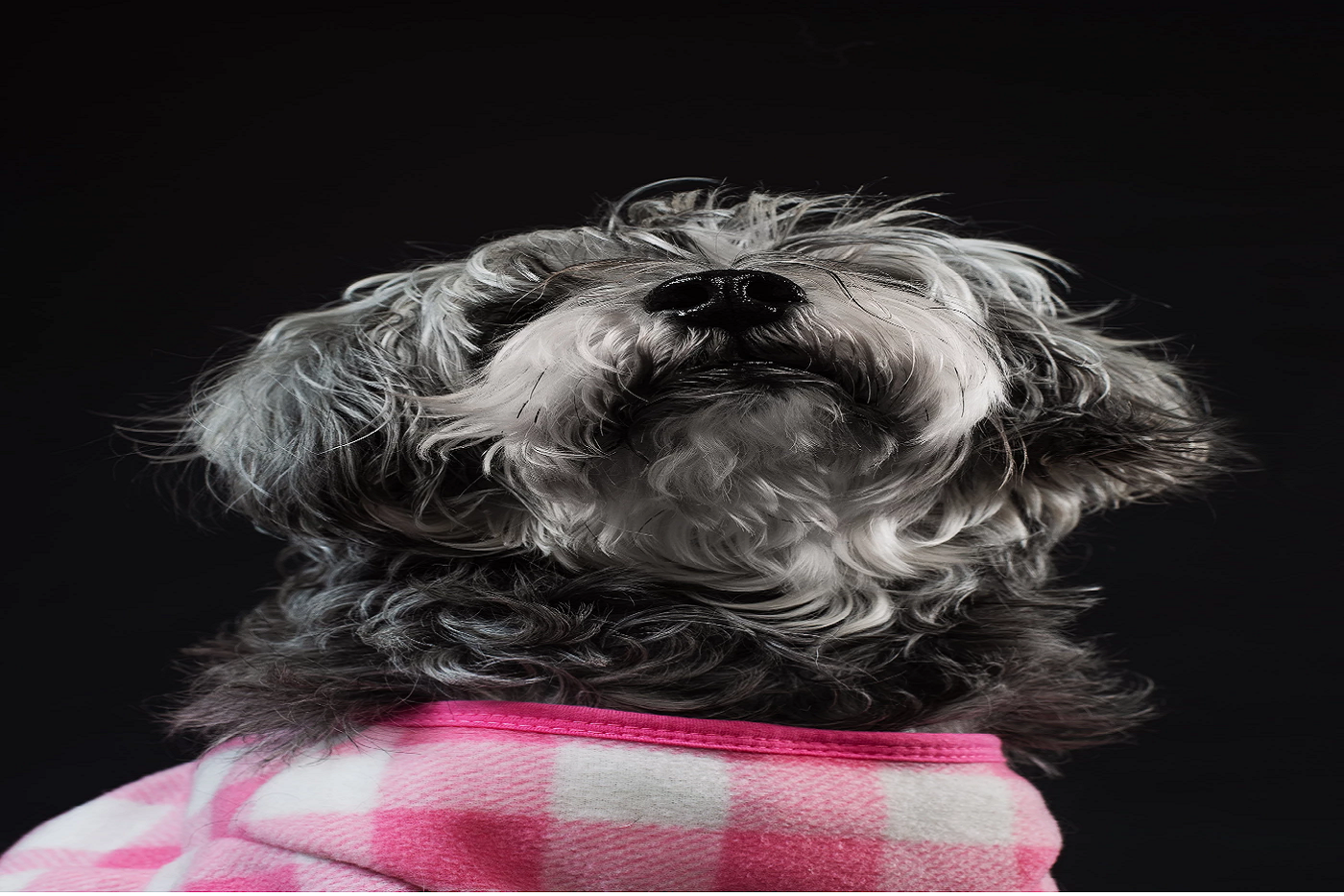 "It's Just a Dog" - Wrong! by Susan Anderson-Khleif, Ph.D