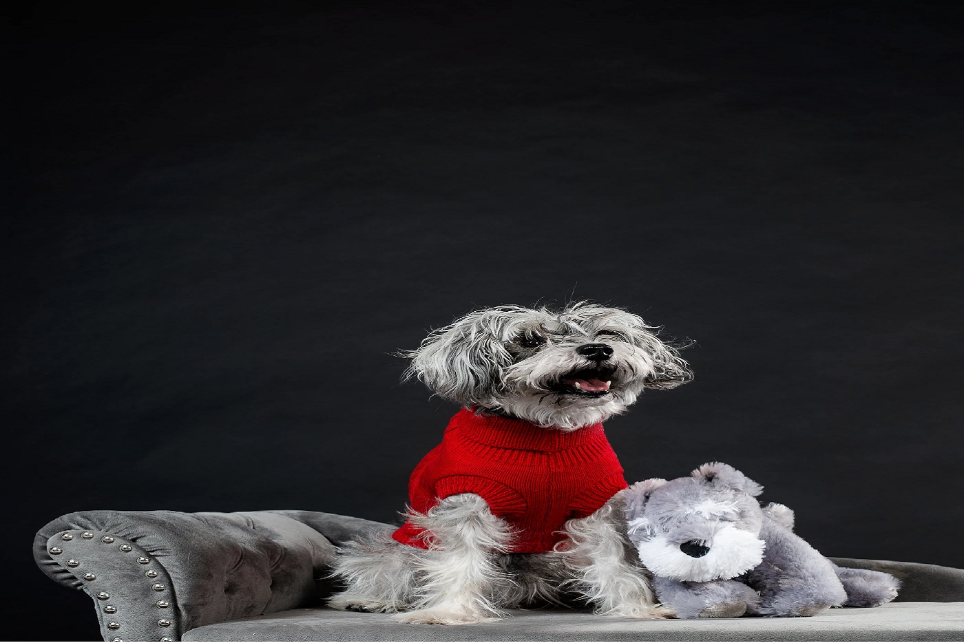 The Fetch Guide on Caring for an Aging Pet - Guest blog by Barry Nyhan