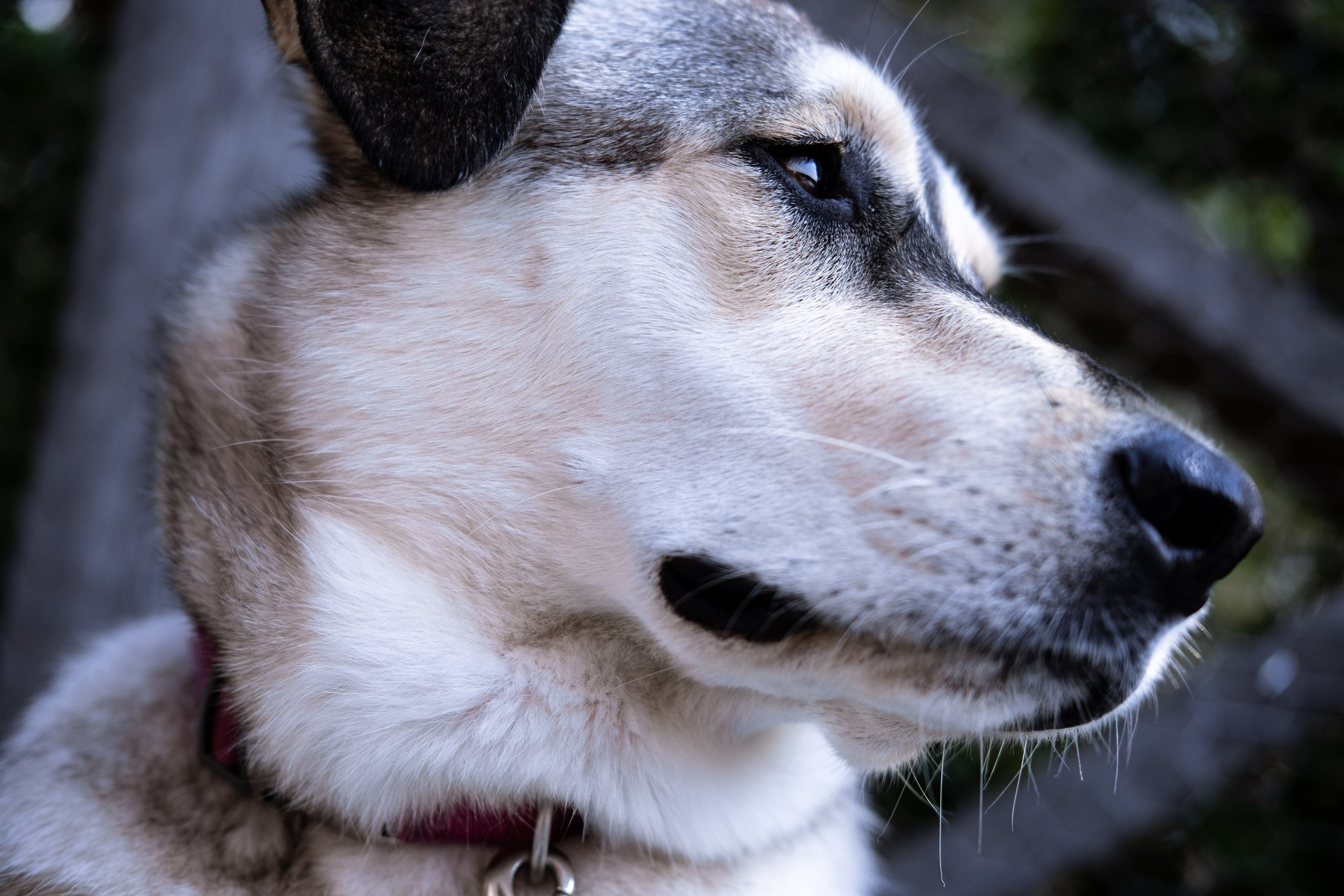 Pet Loss Hotline Support