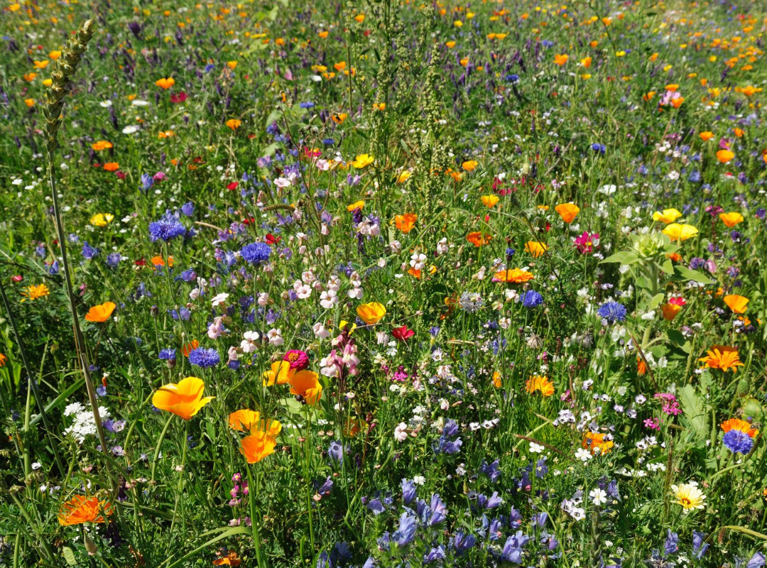 Wildflowers showing what can grow from the Pet Perennials Memorial Garden Kit to honor a beloved pet after they pass away.