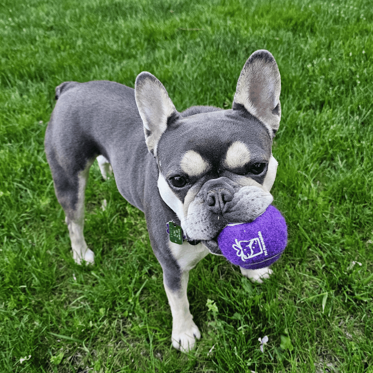 Custom Branded Squeaky Tennis Ball- Frenchie- Pet Perennials