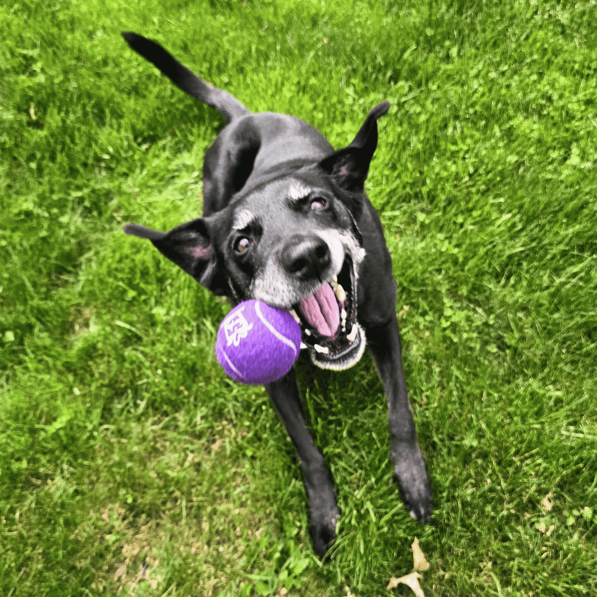Custom Branded Squeaky Tennis Balls- Black Lab- Pet Perennials