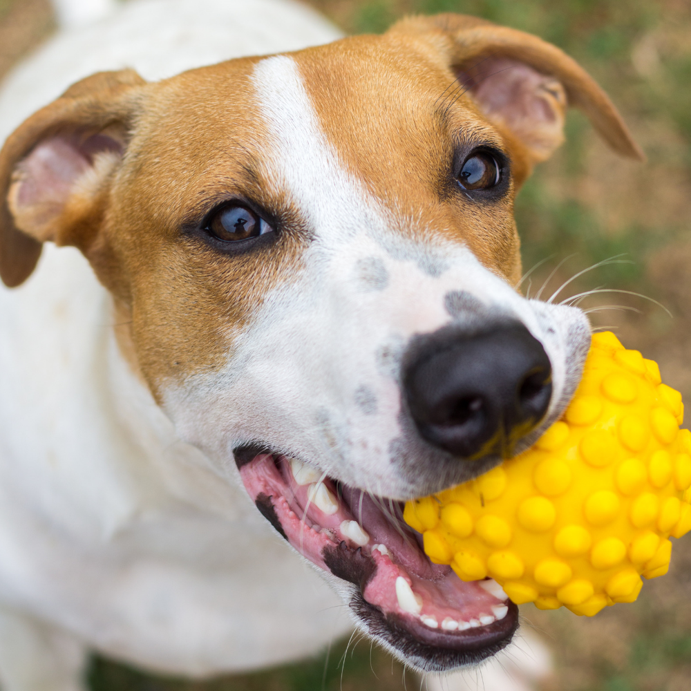 Dog with a ball in its mouth