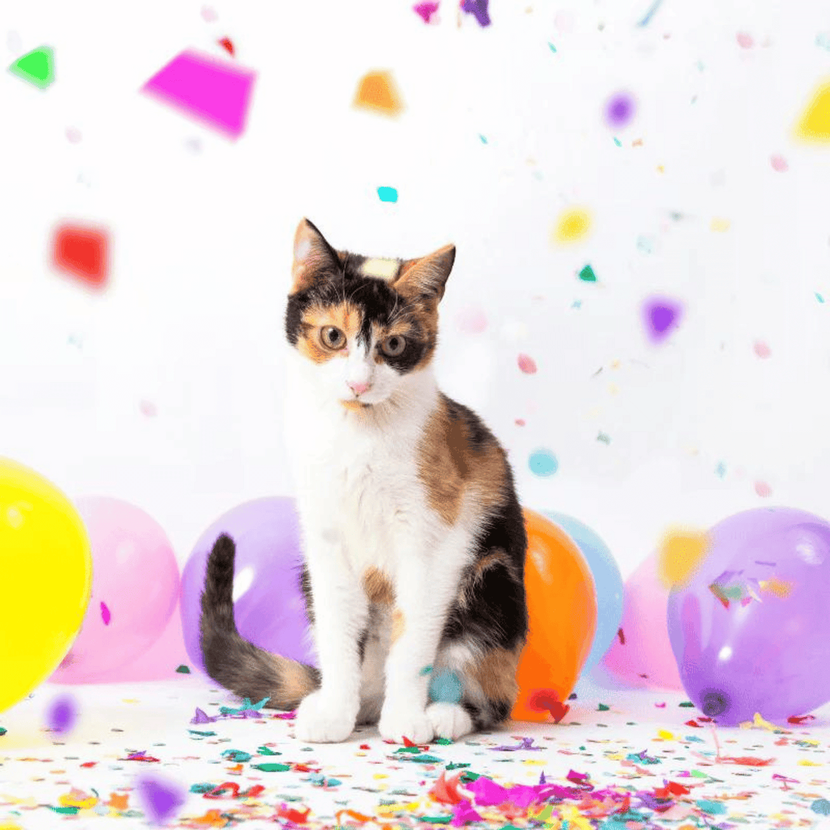 Cat Birthday Ice Cream Party Package, Cat Treats, Cat Toys