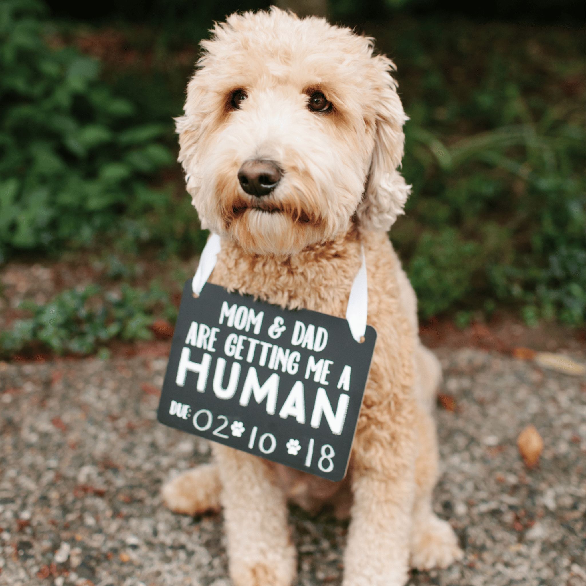 Pet Baby Announcement Chalkboard Sign - Pet Perennials