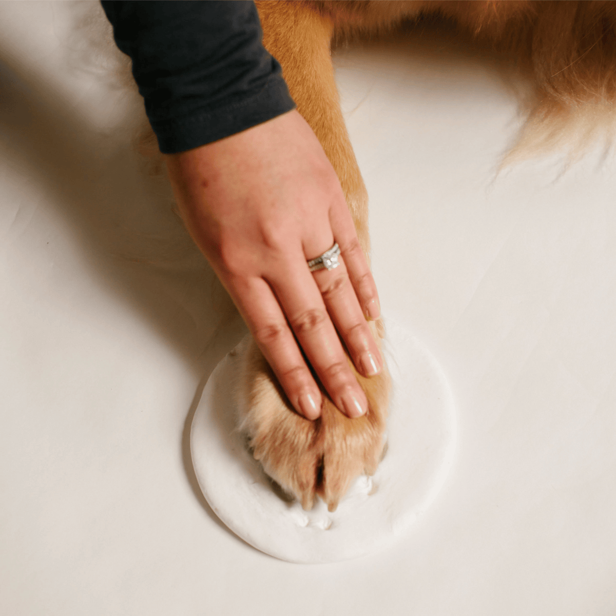 Clay Pawprint Dog Keepsake Clay Pawprint Cat Keepsake  Pawprint Craft Do It Yourself Pawprint